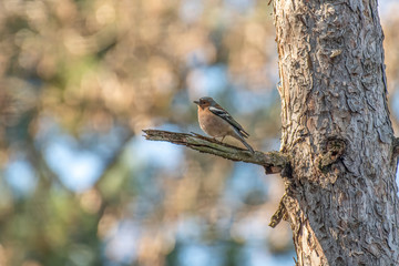 Common Chaffinch (Fringilla coelebs) sitting on a branch in nature.