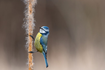 Close up of Blue tit (Cyanistes caeruleus)in nature