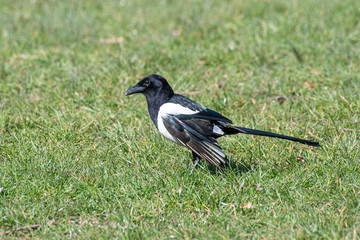 Eurasian magpie (pica pica) Nature and wild bird image