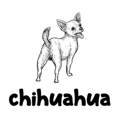 chihuahua