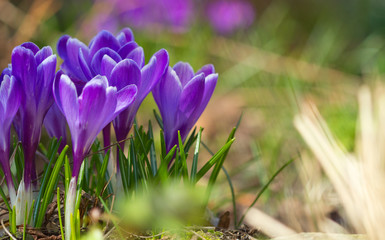 Eine Gruppe von lila Krokussen im Frühling bei Sonnenschein im Garten, crocus