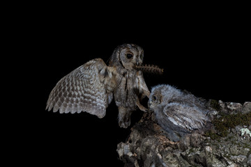 An eurasian scops owl (Otus scops) bringing food to the nest