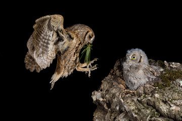 An eurasian scops owl (Otus scops) bringing food to the nest
