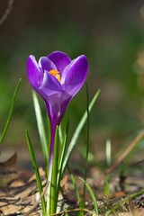 Ein einzelner lila Krokus steht im Frühling im Garten bei Sonnenschein, crocus