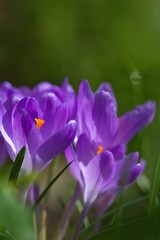 A group of purple crocus in sping at sunlight in the garden 