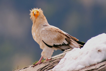 alimoche