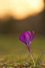 Ein einzelner lila violetter Krokus steht im Frühling am Abend einsam auf einer Wiese, crocus