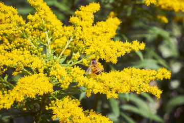 Busy honey bee feeding on the nectar of the bright yellow flowers of a big goldenrod plant in summer.