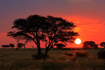 Scenic African savannah sunset with silhouetted tree and red sky, South Africa.