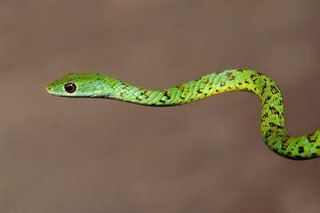Portrait of a spotted bush snake (Philothamnus semivariegatus), South Africa.