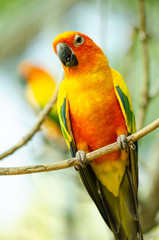 colorfull parrot on a branch