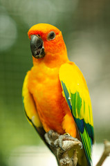 parrot on a branch