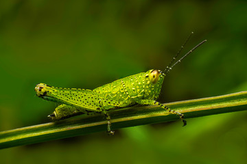 Fototapeta premium grasshopper on green grass