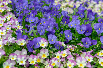 Pansies