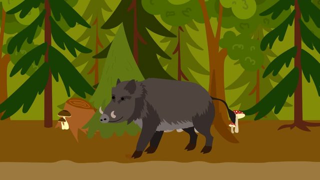 Cartoon boar flat animation video