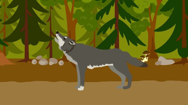 Cartoon wolf flat animation video