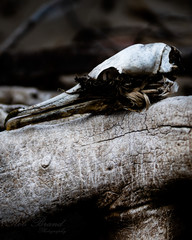 Bird Skull