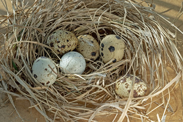 Obraz premium quail eggs in the nest