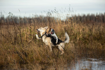 Dogs running in autumn field at cloudy day