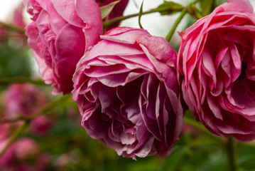 selective focus, bright peony roses