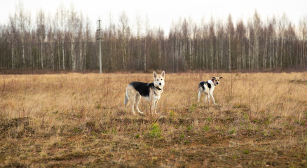 Obraz na płótnie Canvas Dogs standing in autumn field at cloudy day