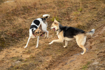 Dogs fighting in autumn field. cloudy day
