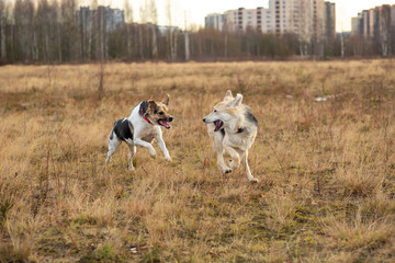 Dogs running in autumn field at cloudy day