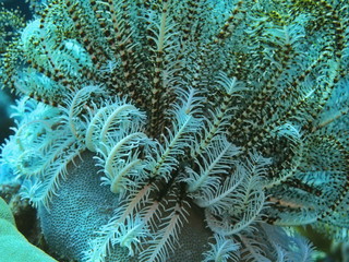 The amazing and mysterious underwater world of Indonesia, North Sulawesi, Manado, crinoid