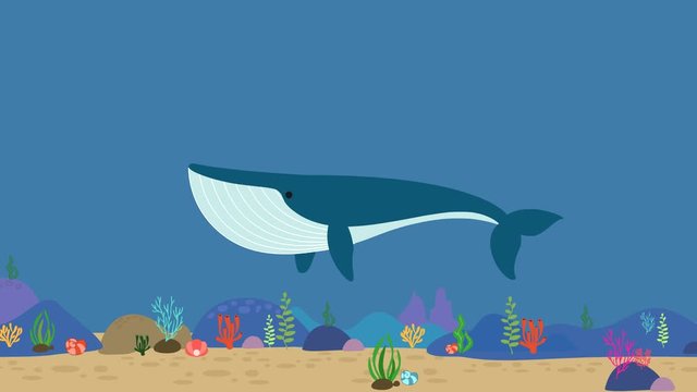 Cartoon whale flat animation video