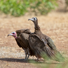 Hooded Vultures (Necrosyrtes monachus) two on the ground, Gambia.