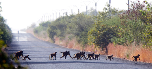 A troup of Guinea Baboon (Papio papio) crossing the road near Georgetown, Gambia.