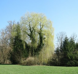 Fototapeta premium Schöne Weide im Frühling 2020