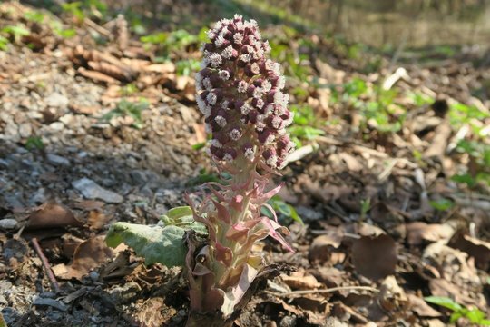 Butterbur im Fr&uuml;hling