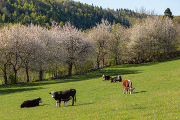 Countryside rural view