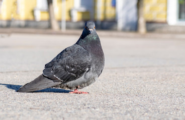 Charismatic pigeon looks at you carefully and walks on the asphalt.