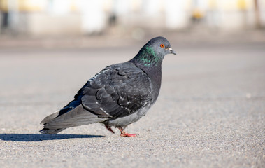 Charismatic pigeon looks at you carefully and walks on the asphalt.