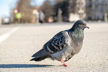 Charismatic pigeon looks at you carefully and walks on the asphalt.