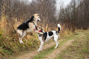 Dogs fighting in autumn field. cloudy day