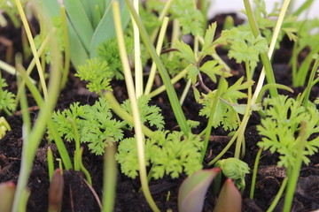 parsley in garden