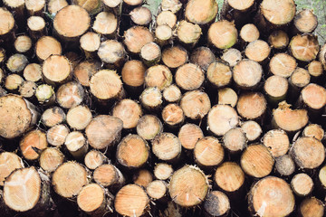 Troncos cortados y apilados en Irlanda