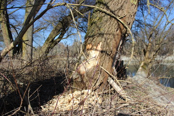 trunk of a tree by beaver