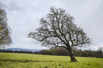 Arbol solitario sin hojas en una pradera de Dublin