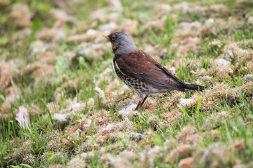 A cheerful thrush walking in a spring meadow