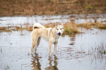 Fototapeta na wymiar Mongrel dog standing in water puddle on field