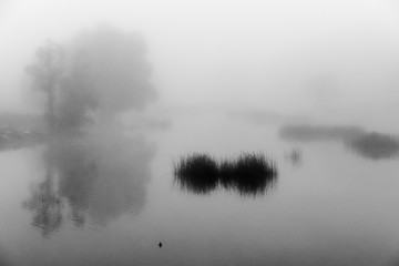 Fototapeta premium forest