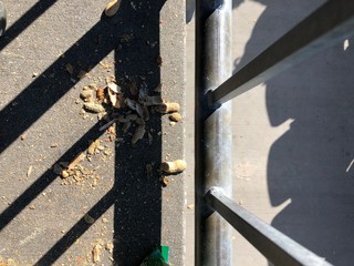Peanut Shells on Concrete Floor in Stadium