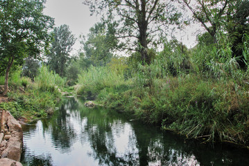 Fototapeta na wymiar Calm water river through lush vegetation