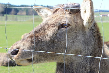 Fototapeta premium portrait of a deer