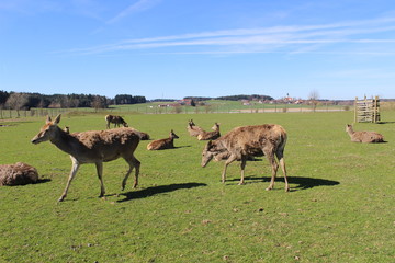 Naklejka na ściany i meble herd of deer in field