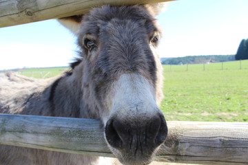 portrait of a donkey